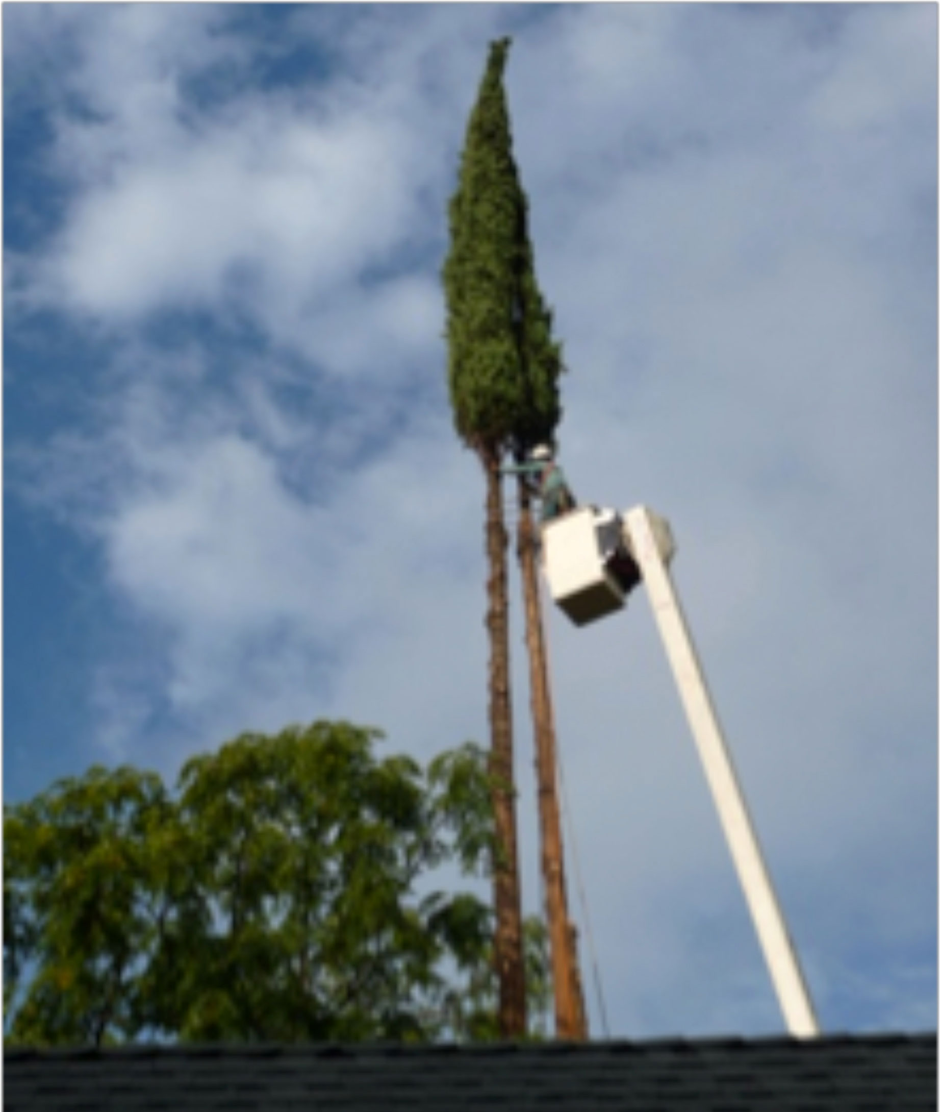 Patitucci Tree Trimming and Removal, Inc.